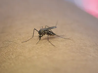 Ministério da Saúde define estratégia de imunização contra dengue