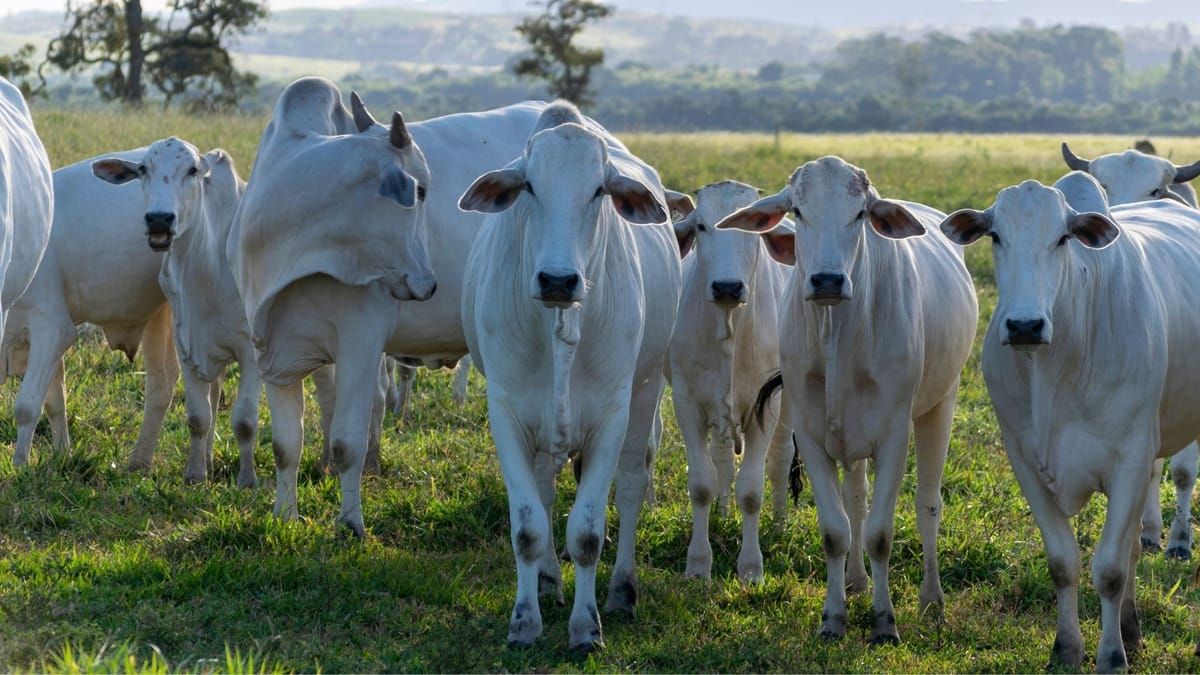 Emprego no agronegócio cresceu no quarto trimestre de 2024, aponta boletim
