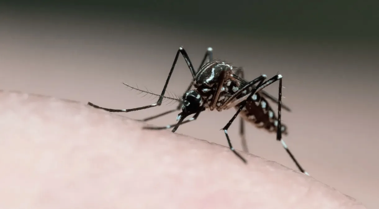 Campinas tem 32 bairros com maior risco para dengue; confira as orientações