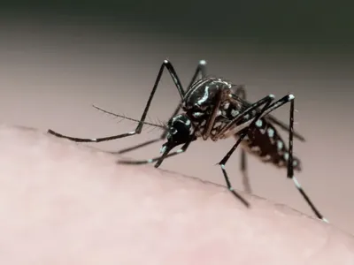 Jacareí registra segunda morte por dengue em 2026
