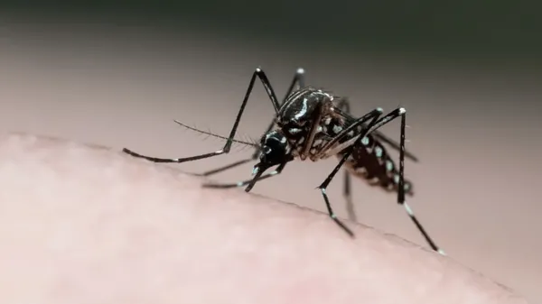 Tremembé registra 2ª morte por dengue; vítima é um homem de 49 anos
