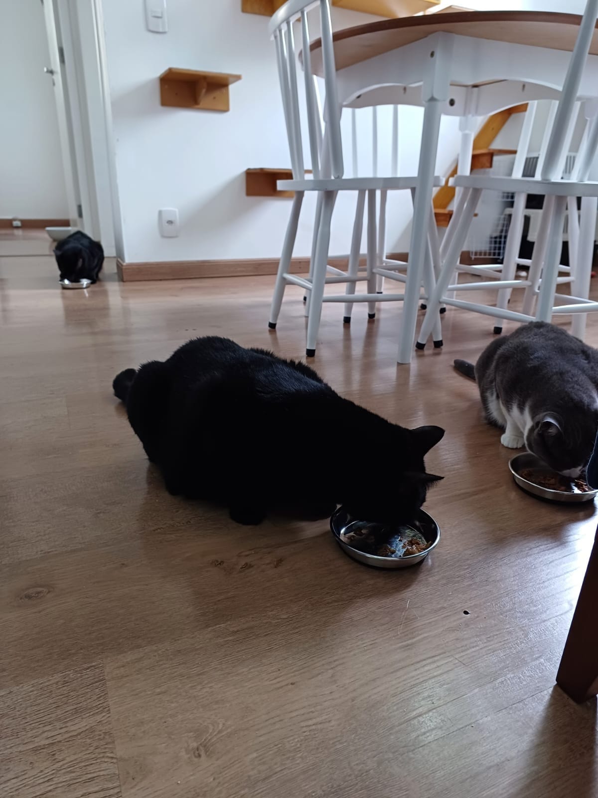 Renesmee e T'Challa preferem comer juntinhos (Foto: Divulgação)
