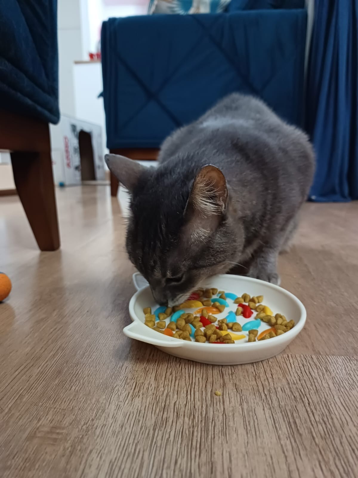 Descubra por que os gatinhos devem comer sachê e ração seca