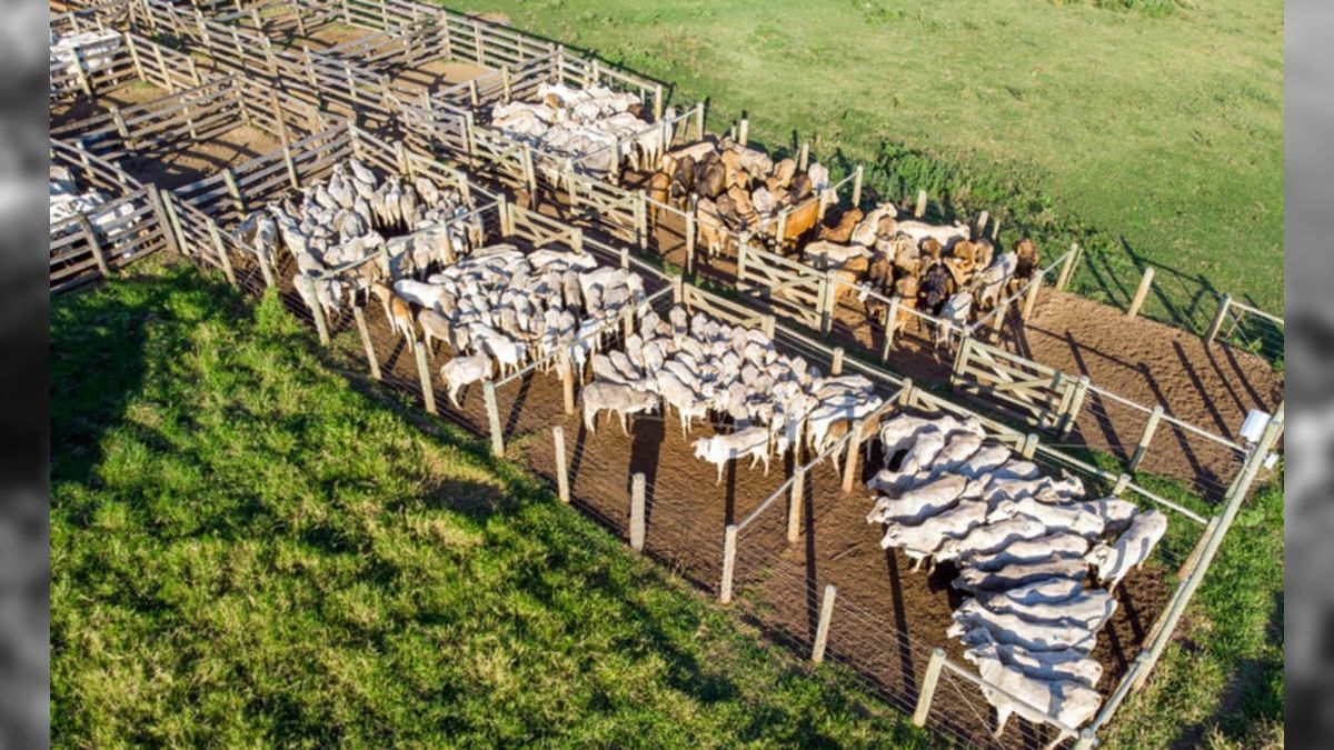 Amazonas e Piauí irão suspender vacinação contra a febre aftosa