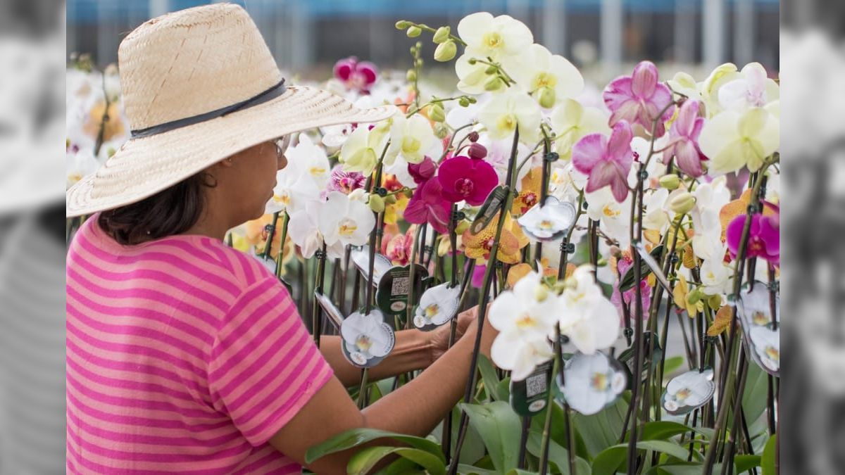 Dia das Mães: Vendas de flores devem crescer 10%