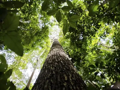 APAs PiraCantareira fortalece preservação ambiental no interior de SP