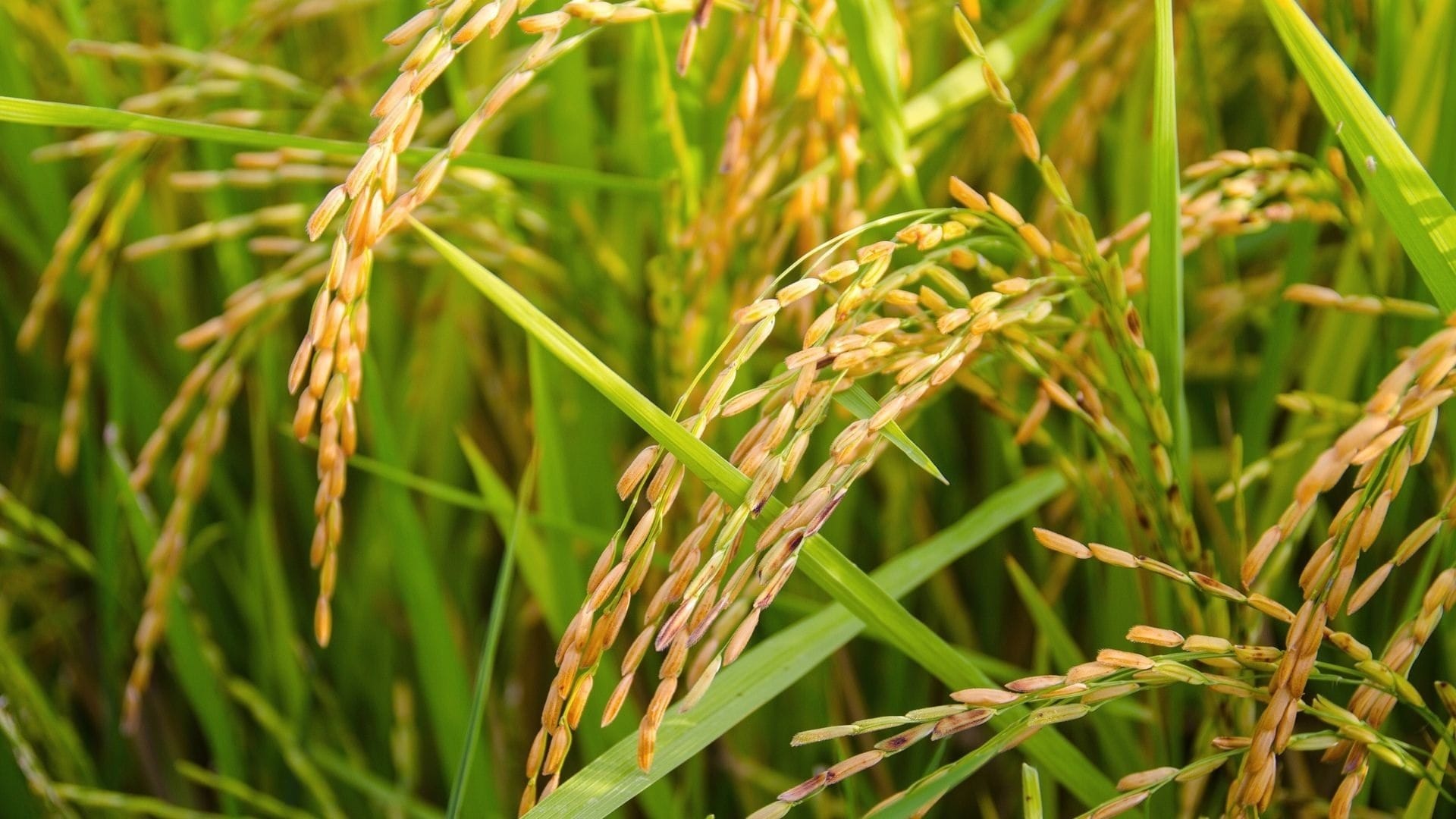 Métodos de irrigação podem reduzir a emissão de metano em lavouras de arroz