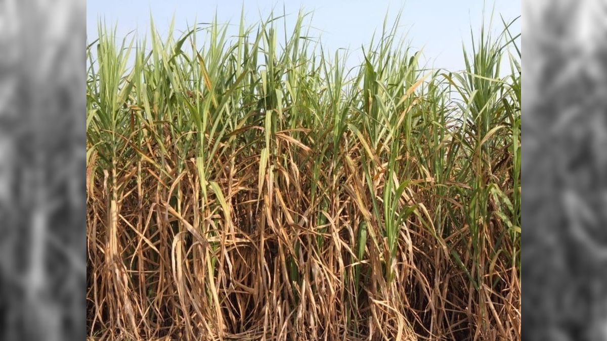 Produtividade da cana-de-açúcar aumenta 0,7%, mostra boletim do CTC