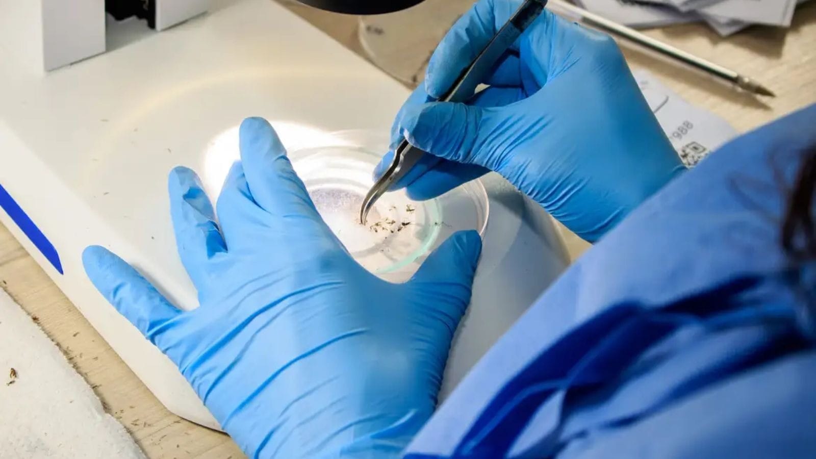Vacina contra dengue 100% nacional e de dose única estará disponível no SUS em 2026