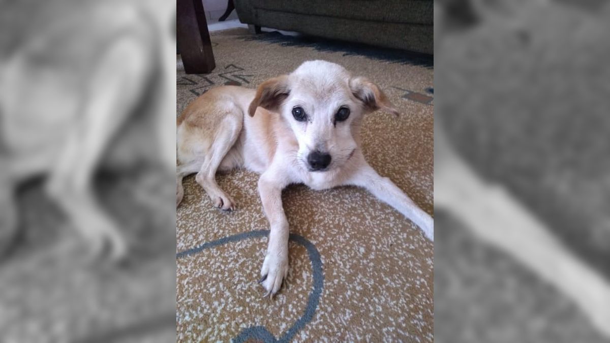SUS animal oferece atendimento e medicamento gratuito para pets; conheça