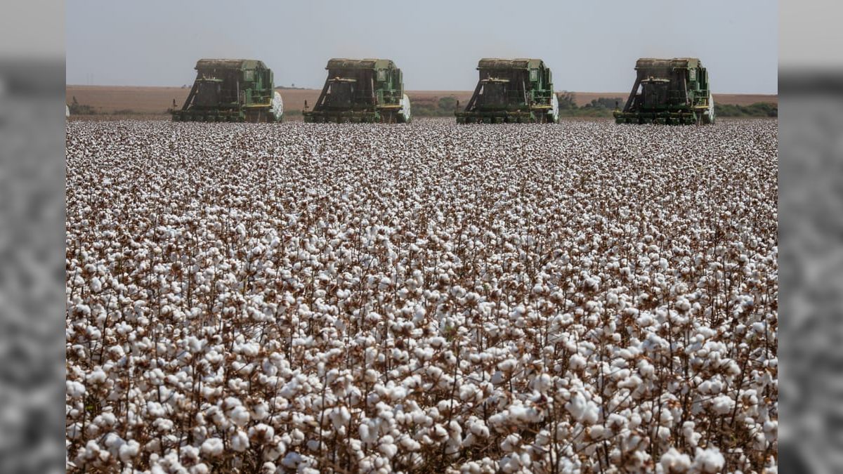 Colheita de algodão avança com tempo seco na Bahia e em Mato Grosso