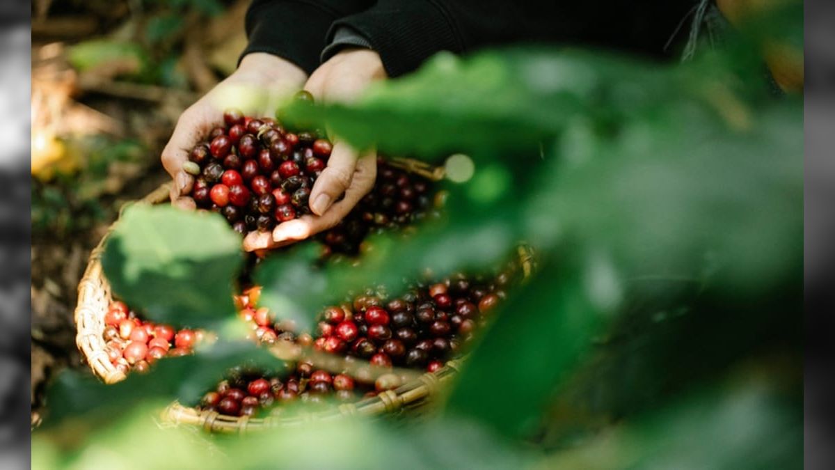 Exportações de café batem recorde histórico em agosto com alta de 31%