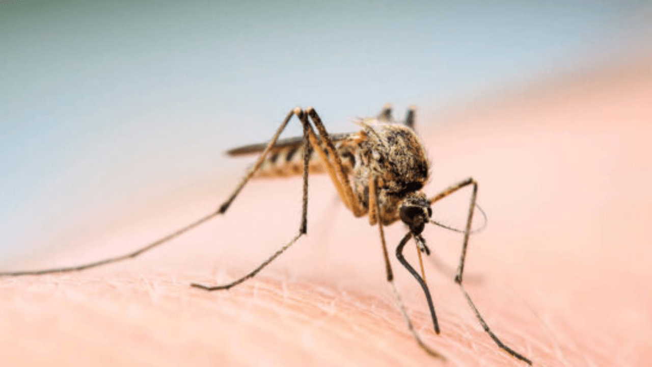 Governo de São Paulo decreta situação de emergência para dengue