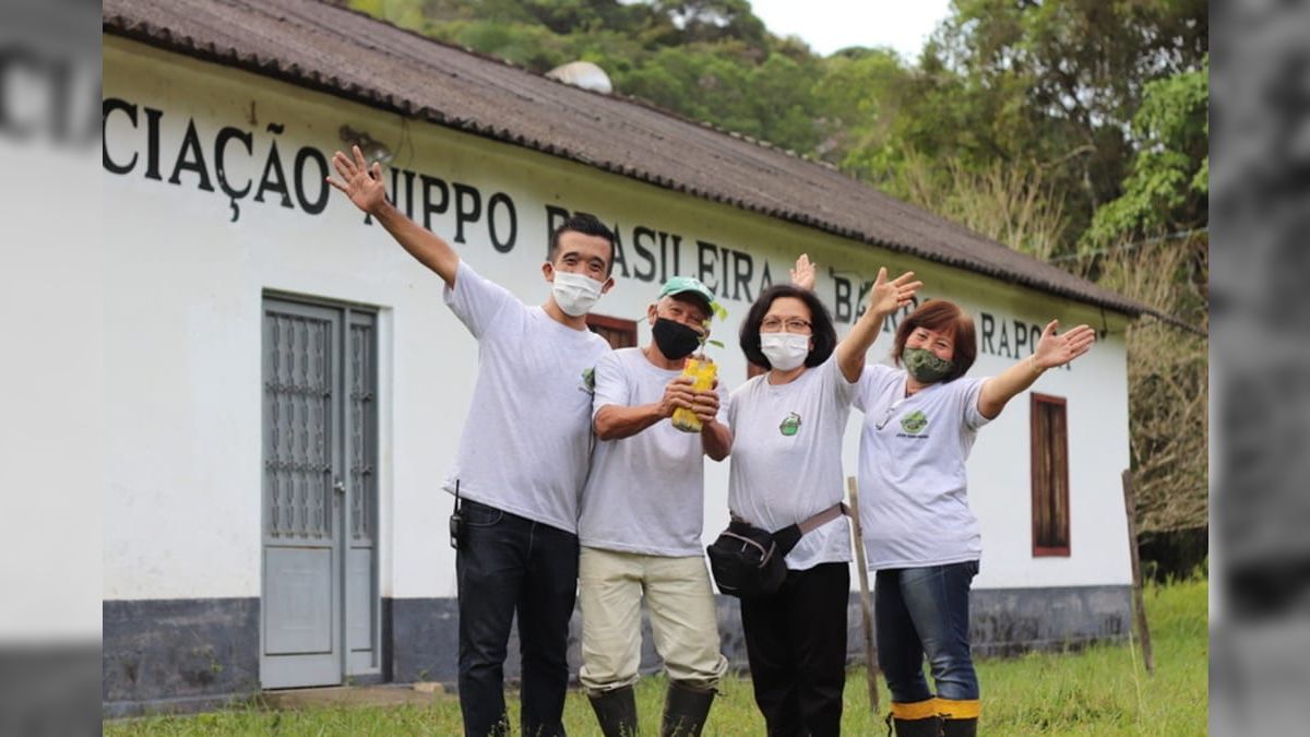 Conheça as quatro famílias que produzem o verdadeiro chá no Brasil