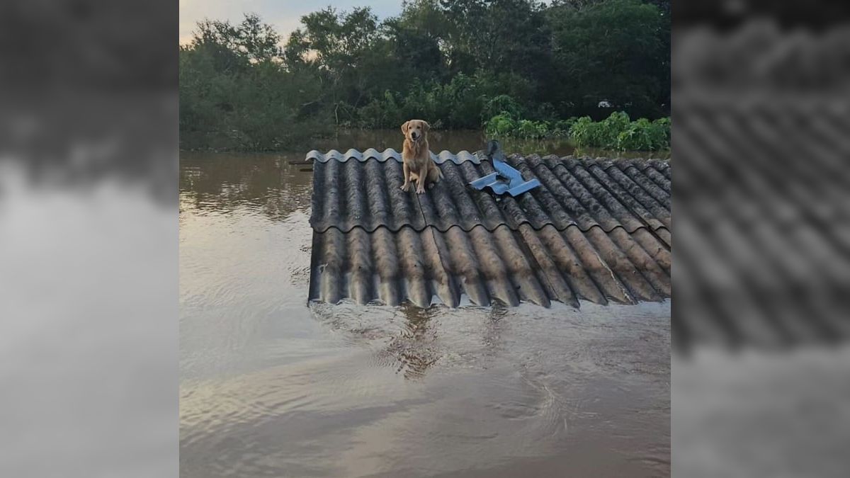 Milhares de animais devem ser resgatados de telhados no Rio Grande do Sul
