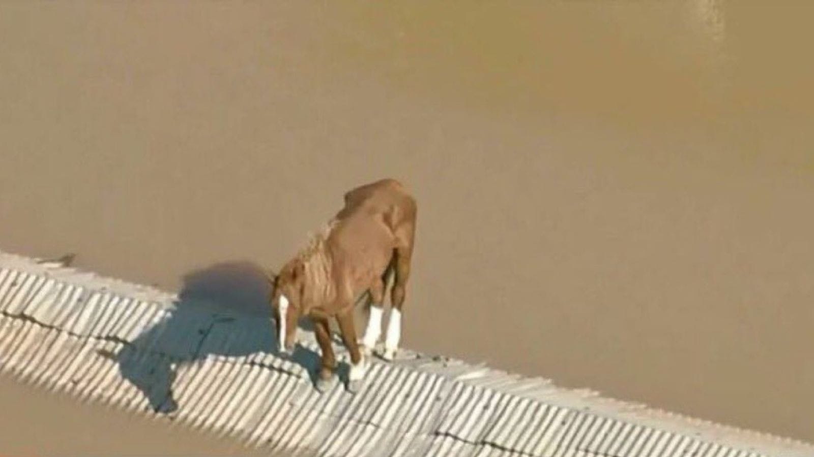 Após resgate, cavalo Caramelo está sendo acompanhado por veterinários