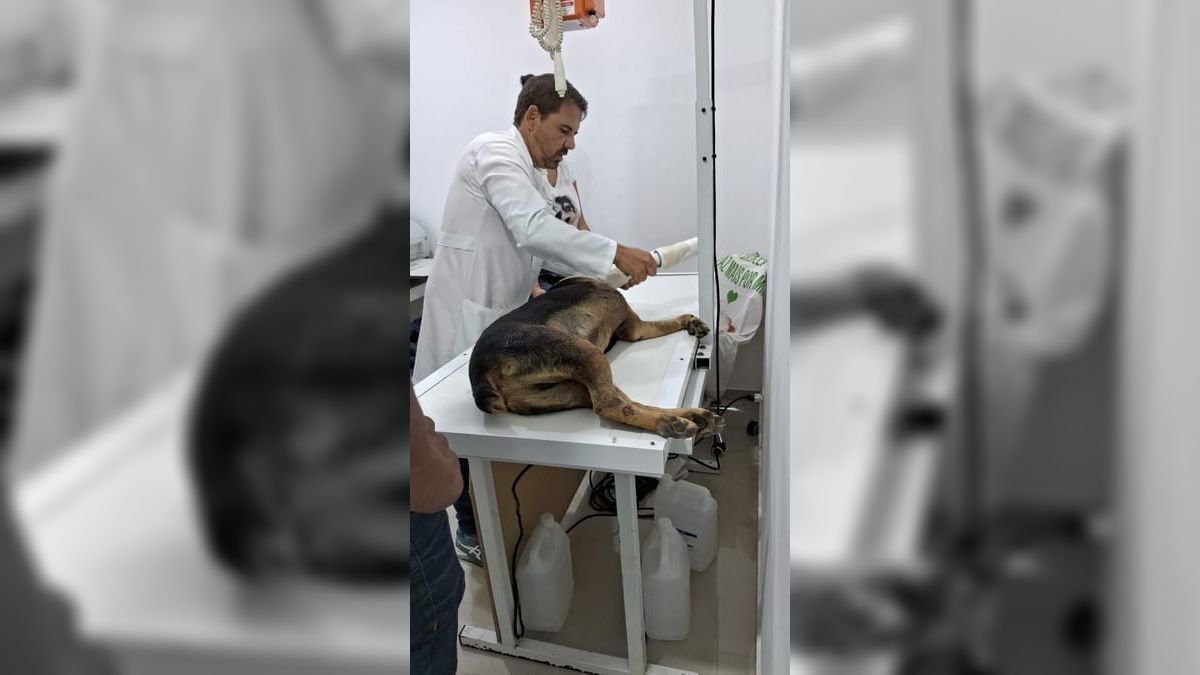 Policia Civil investiga atropelamento de cachorro em Mangaratiba