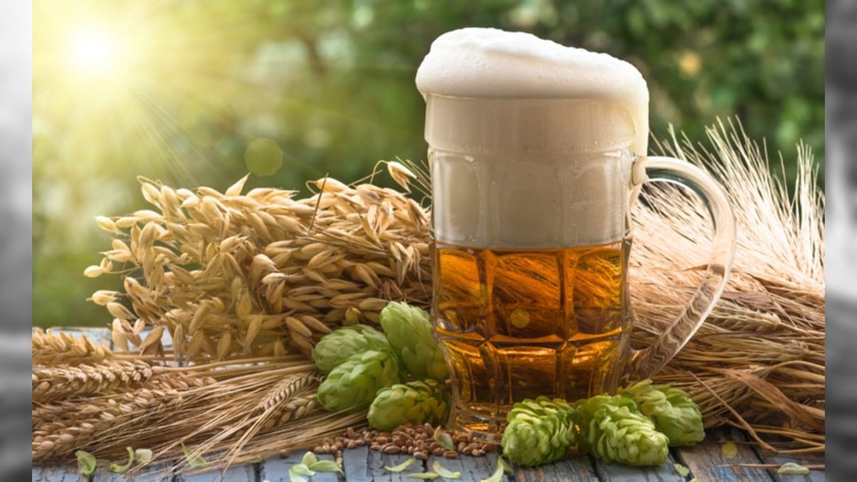 Tá no campo, tá na mesa: produção de lúpulo cresce no Brasil com alta demanda por cervejas
