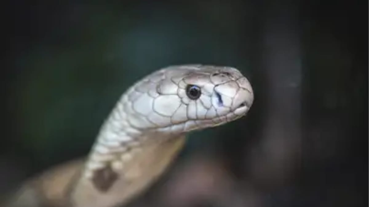 Mudanças climáticas podem causar 'invasão' de cobras em cidades do Brasil