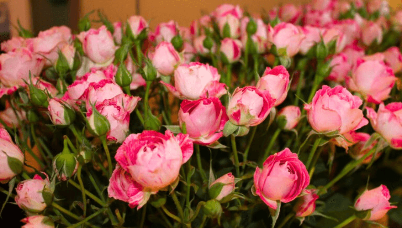Flores são opção tradicional de presente para o Dia das Mães