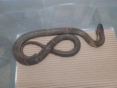 Filhote de naja que ‘sumiu’ do Butantan é encontrado em encanamento do laboratório