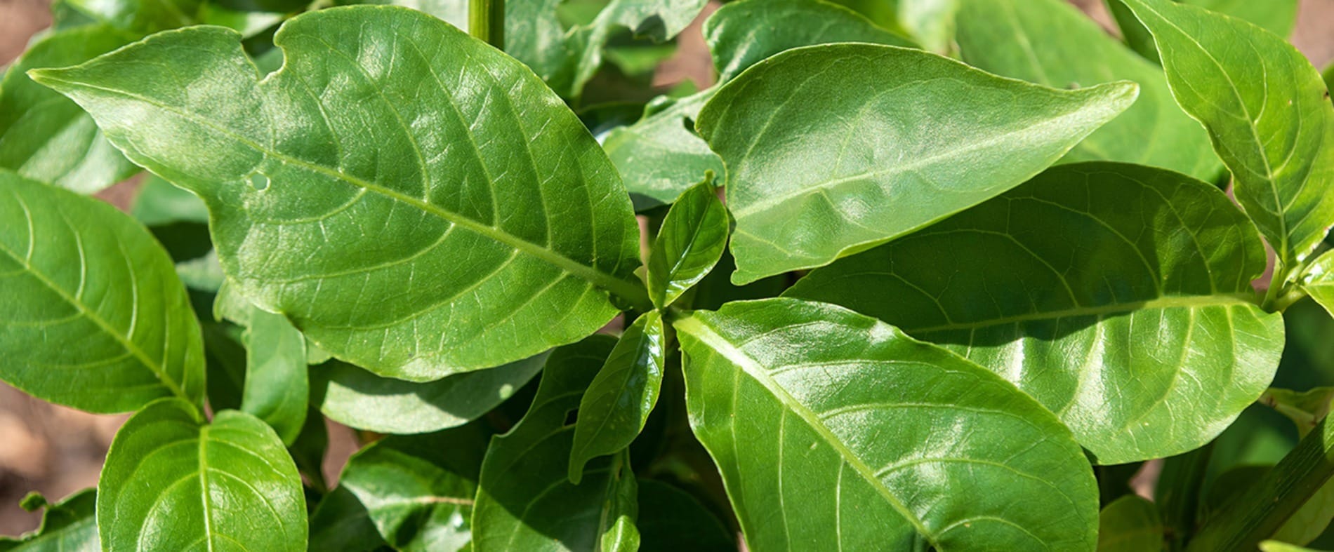 Mato é comida? Consumo de plantas não convencionais pode fazer bem à saúde