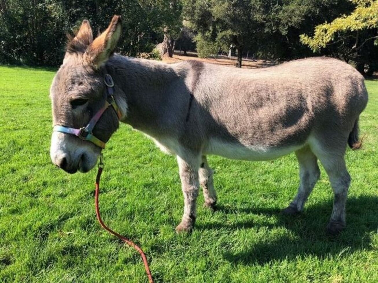 Pericles, que inspirou o Burro do Shrek, faz 30 anos e está doente
