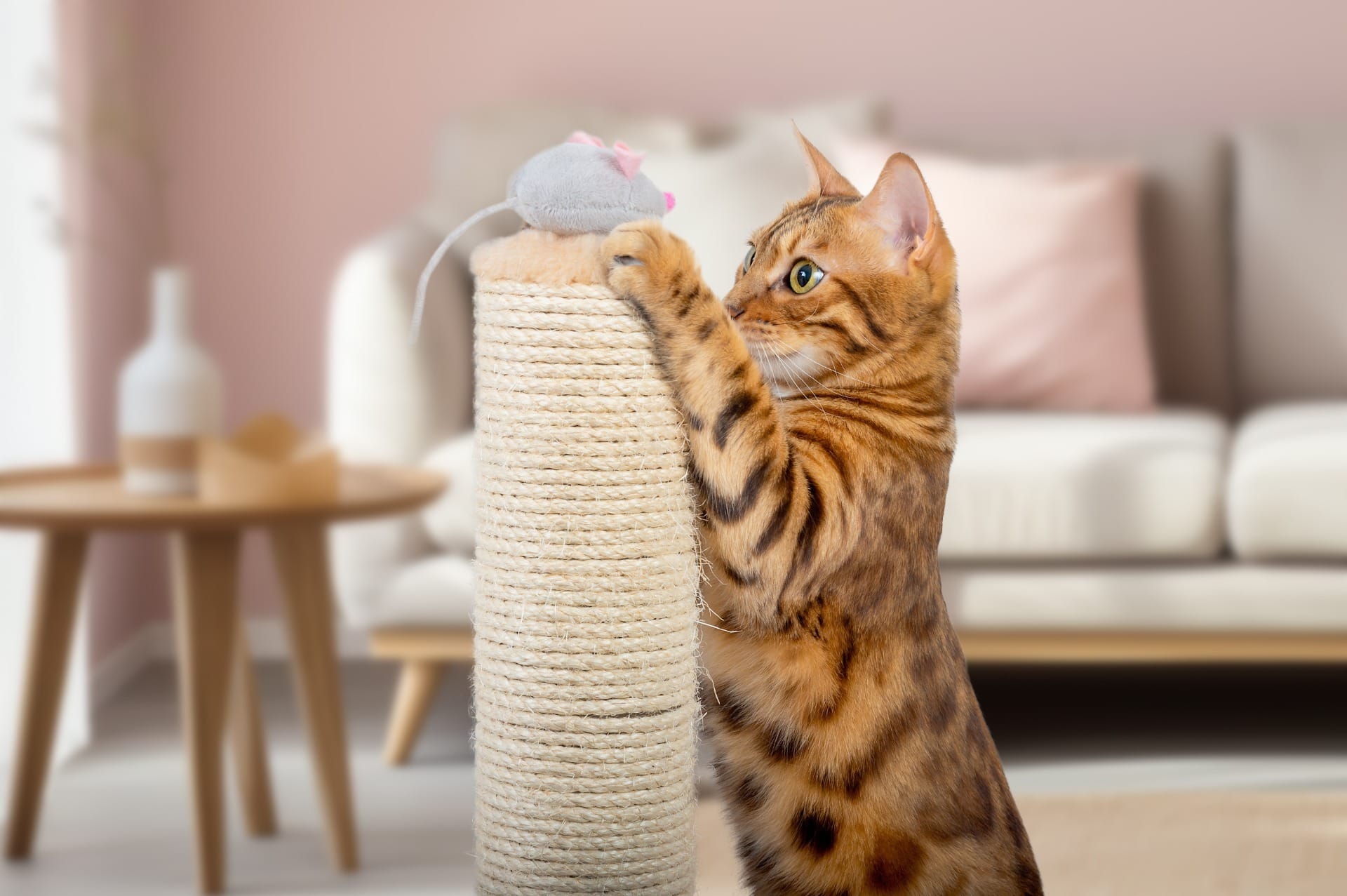 Gatos felizes, donos tranquilos: criando um ambiente enriquecido para seu felino