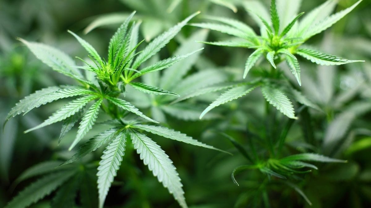 Homem registra boletim contra traficante após comprar maconha e não receber: 'Agiu de má-fé'