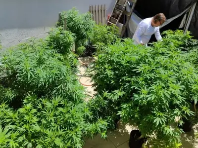 STF fixa 40g como limite de maconha para diferenciar usuário de traficante