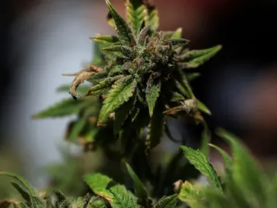 Descriminalização da maconha favorece o crime organizado, diz Derrite