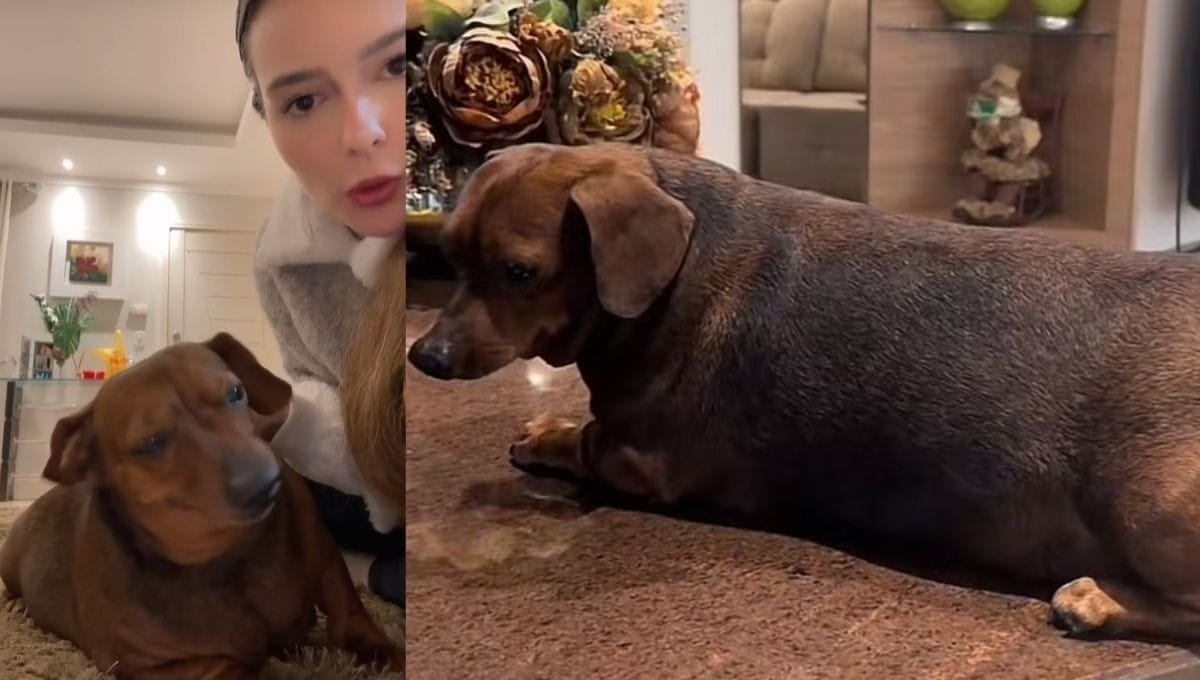 Quem era Didi Cupuaçu, pet influencer famosa que morreu