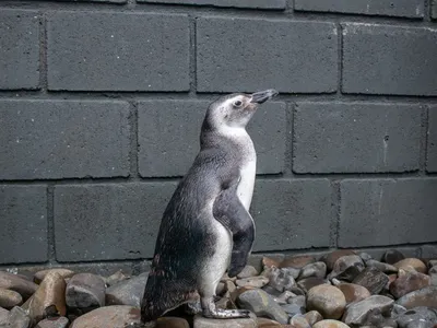 Vindos da Patagônia, temporada de pinguins começa no Litoral Norte de SP