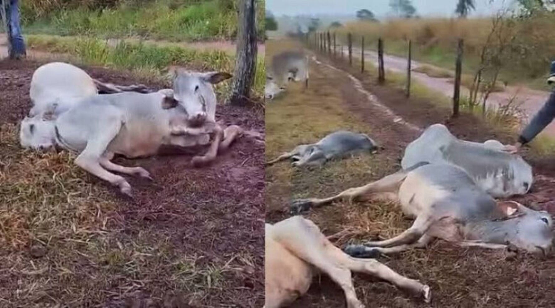 Frio em Mato Grosso do Sul provoca morte de 100 bovinos