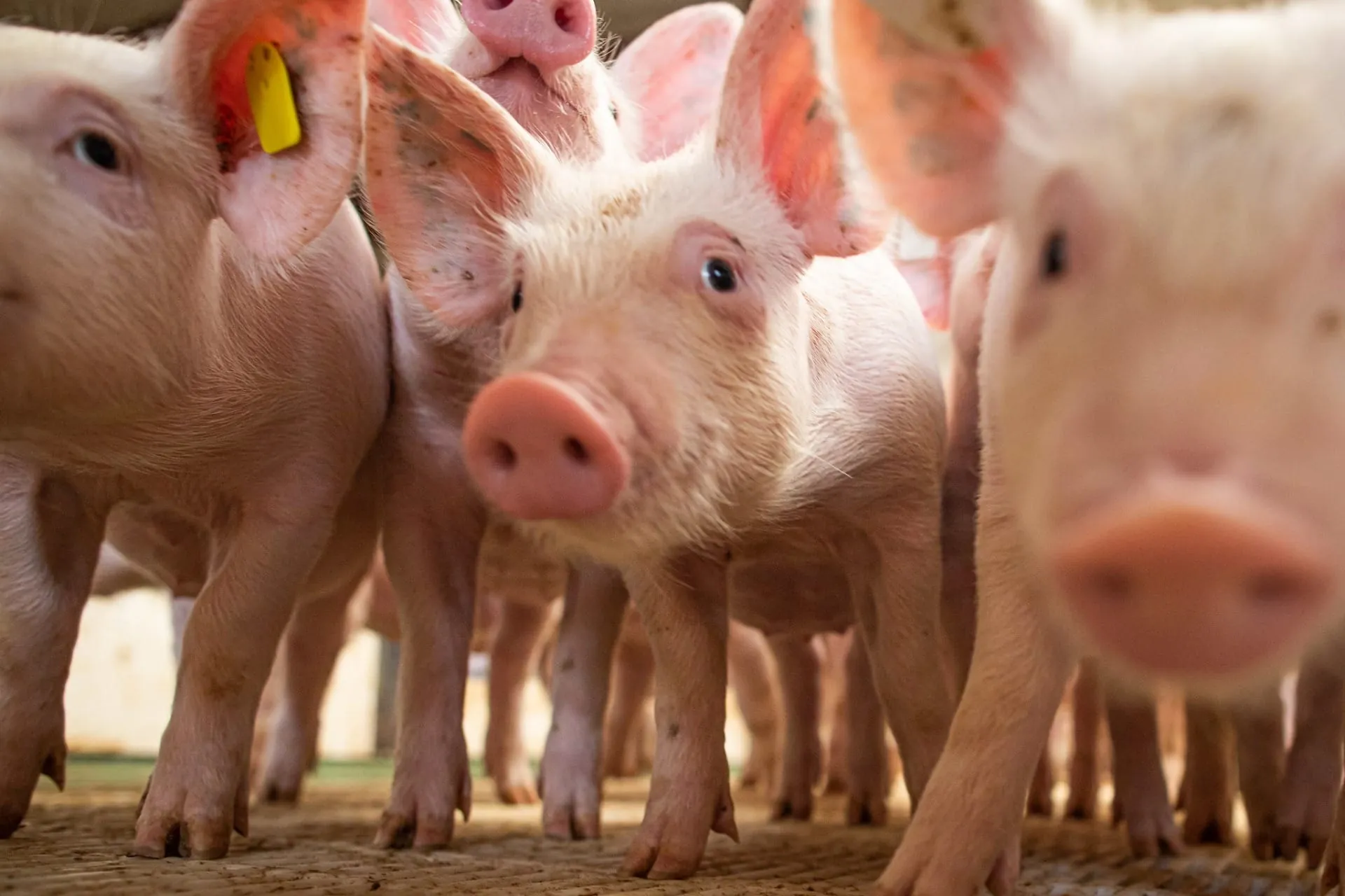 Brasil exporta 1 milhão de toneladas de carne suína em 8 meses