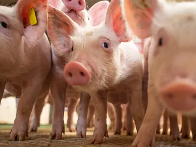 Primeiro porco clonado no Brasil abre caminho para transplantes de órgãos