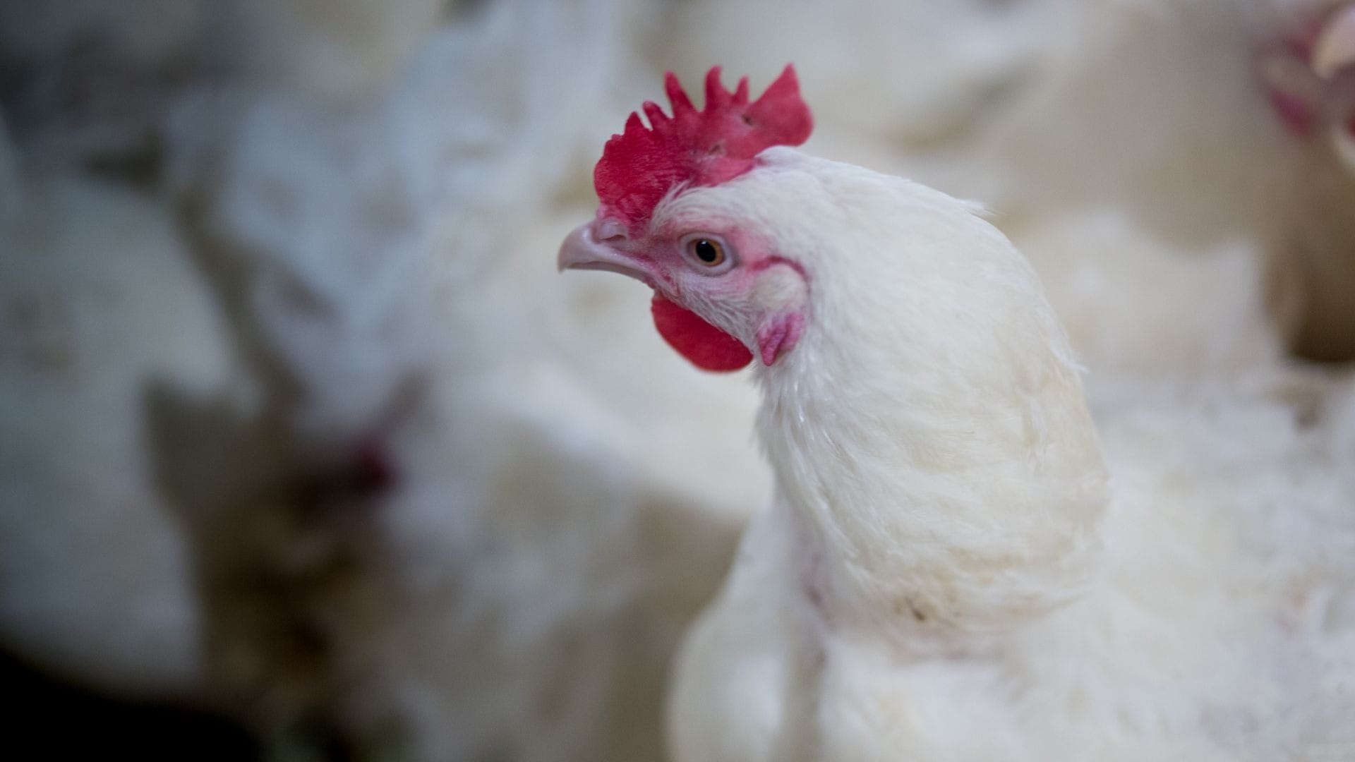 Mato Grosso registra foco de gripe aviária em aves domésticas