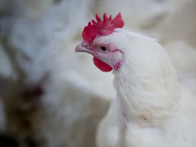 Gripe aviária é confirmada em galinhas domésticas na cidade São Paulo