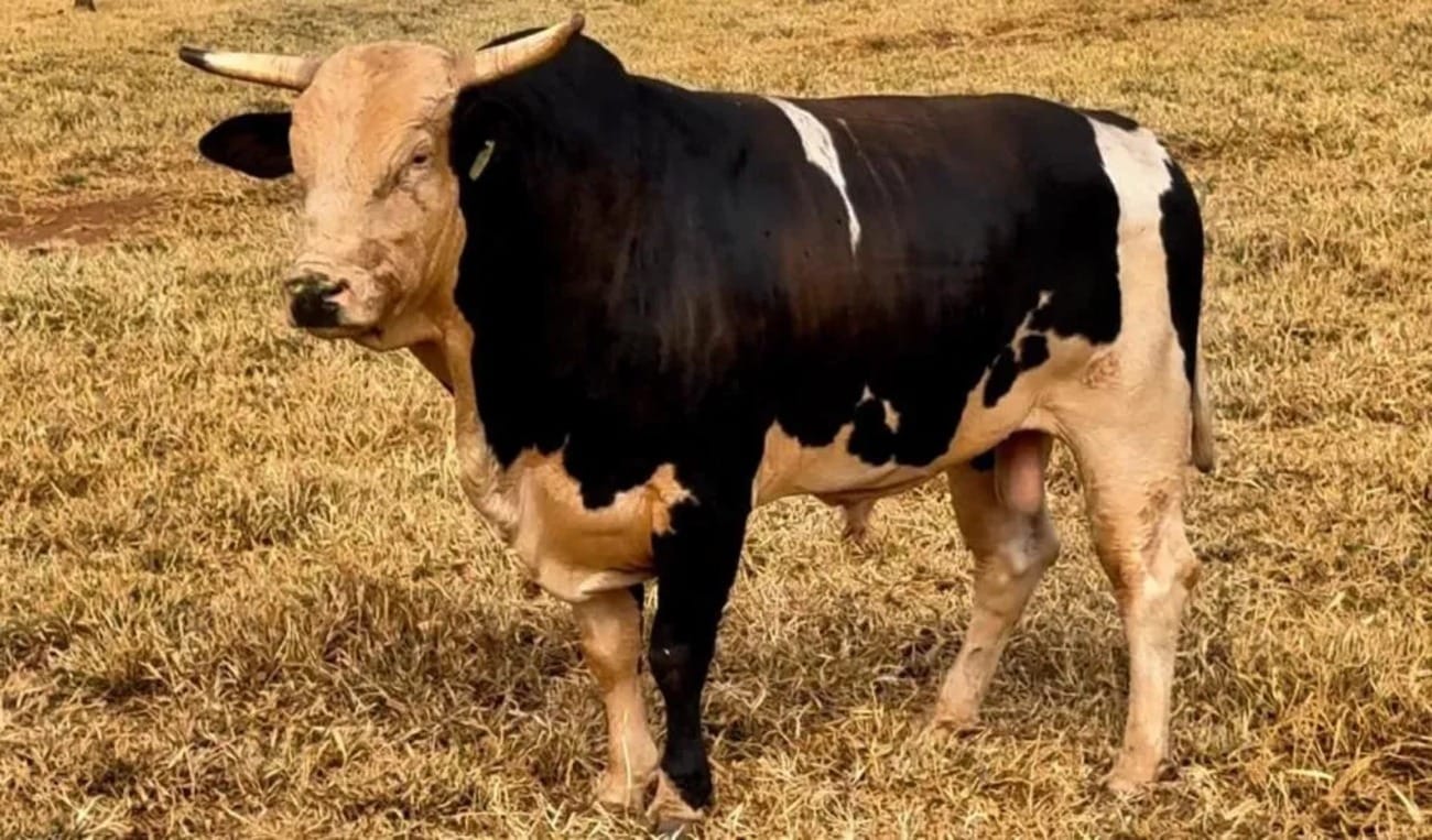 Touro de rodeio mais caro do Brasil é confirmado em disputa com peão americano