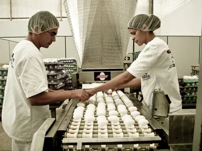 Consumo cai e produtores de ovos ajustam oferta para frear queda nos preços