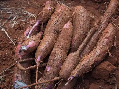 Baixa oferta de mandioca eleva preços da raiz e limita derivados no mercado