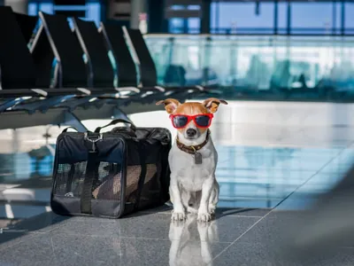 Turismo pet-friendly está em alta, mas animais ainda viajam desprotegidos