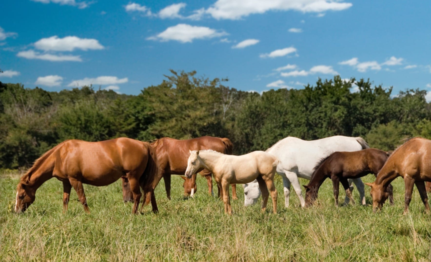 Ração pode ter matado 158 cavalos; Ministério proíbe venda do produto