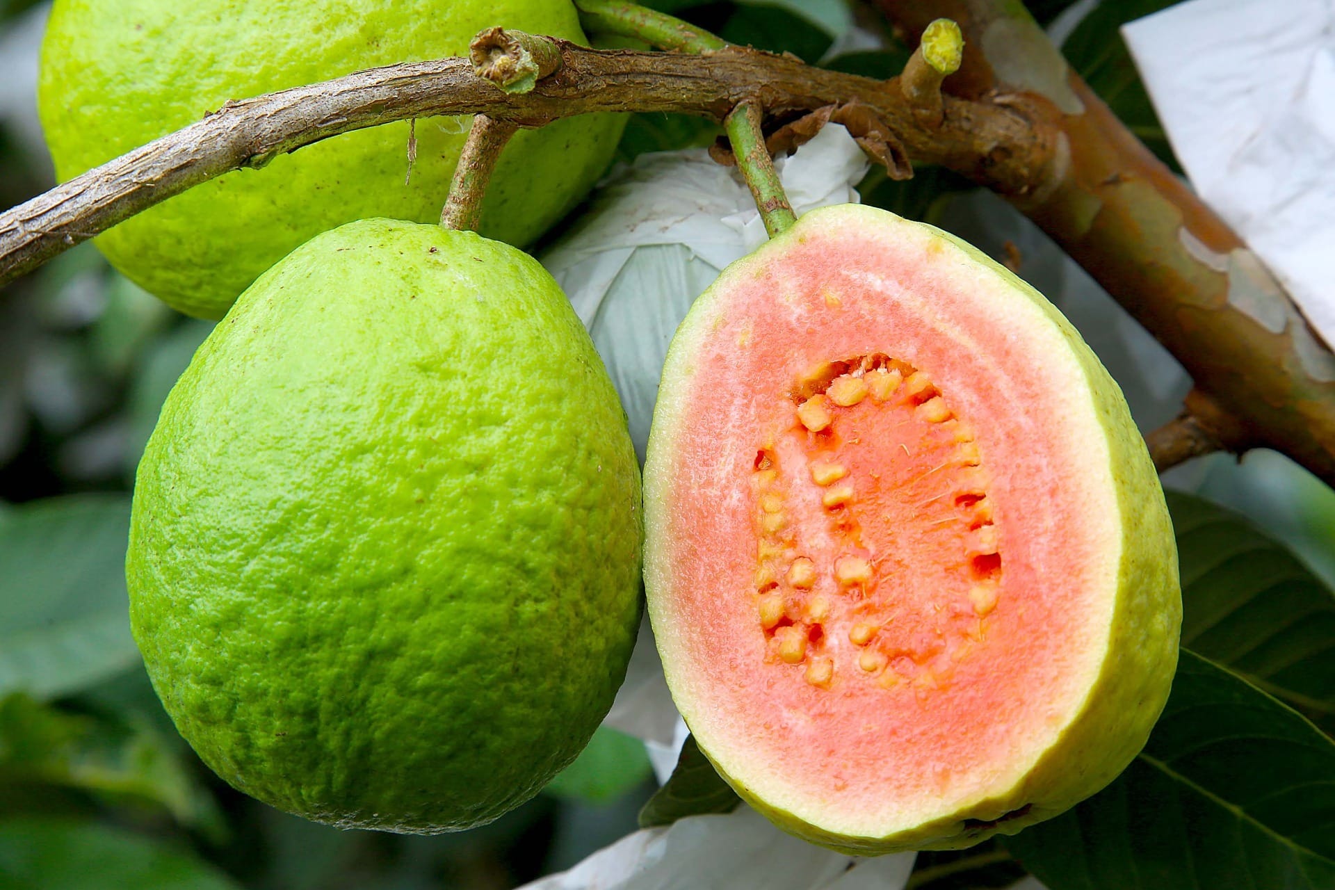 Goiabas que pesam mais de meio quilo dão doce delicioso e viram fonte de renda