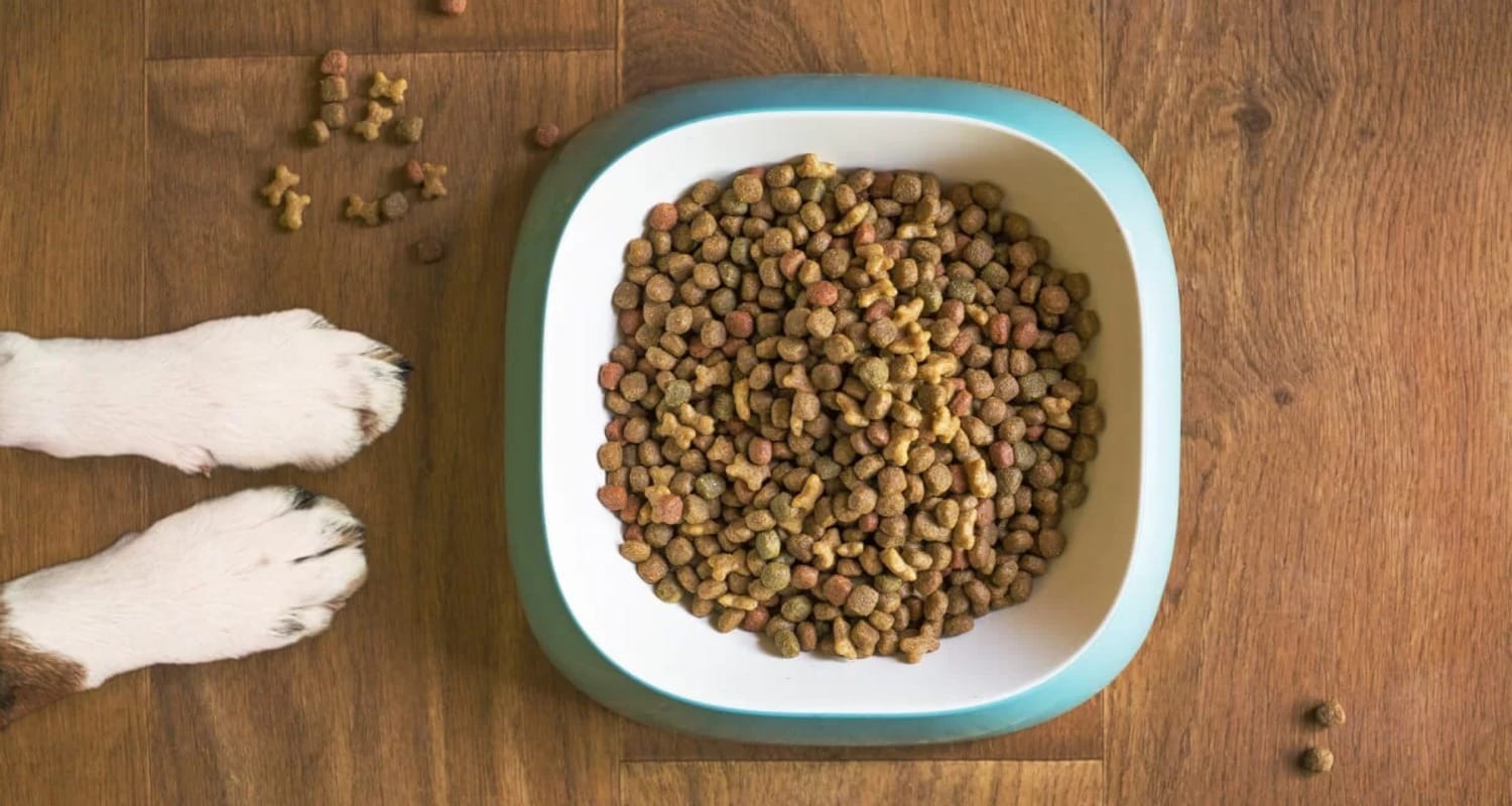 Mercado pet deve faturar R$ 77 bilhões em 2024; rações puxam o crescimento