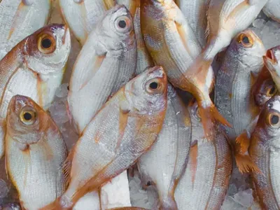 Não é só carne: veto da União Europeia inclui peixes, ovos e mel
