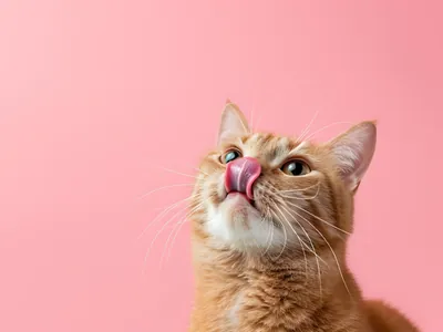 Brasil deve dobrar exportação de pet food e liderar setor na América Latina