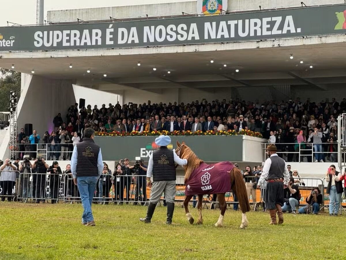 Cavalo Caramelo resgatado de telhado na enchente do RS vira celebridade na 47ª Expointer