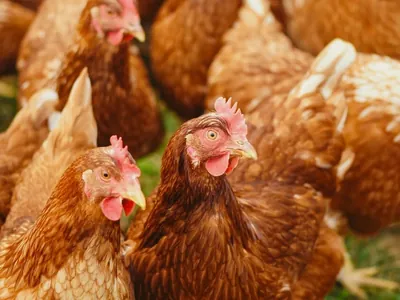 Pelo menos 17 países retomam importação de frango brasileiro após fim da gripe aviária