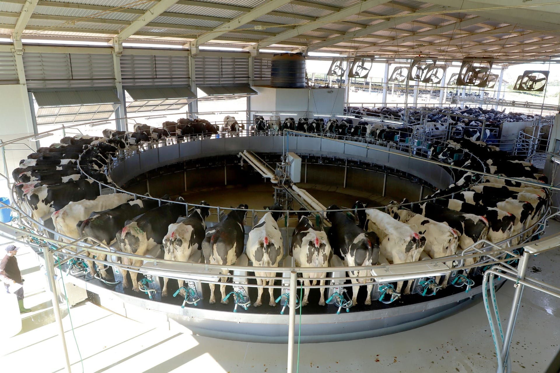 Brasil produz 35 bilhões de litros de leite, mas concorre com importações